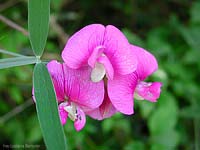 cicerchia - Lathyrus sp.