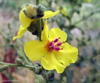 fiore di Verbascum sinuatum