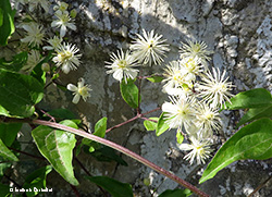 fiori di vitalba