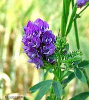 Erba medica - Medicago sativa