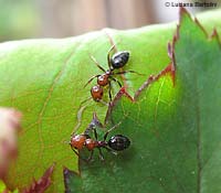 Due Camponotus lateralis