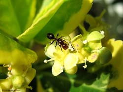 Formica Camponotus lateralis