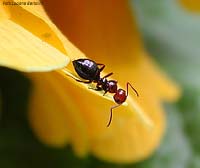 Camponotus lateralis su primula gialla