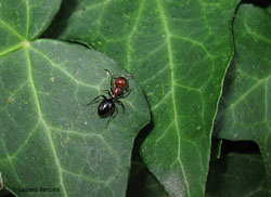 formica Camponotus lateralis