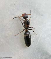 Regina di Camponotus Truncatus