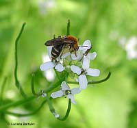 imenottero halictidae