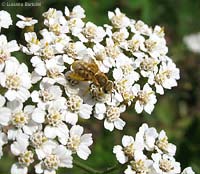 imenottero su fiore 