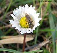 Piccola vespetta su un fiore di margherita