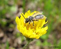 piccolo imenottero su fiore giallo