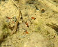 Cyclops sp. in una pozza d'acqua