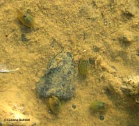 ostracoda sp