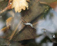 larva d'acqua in una pozza