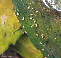 piccoli ostracoda sp. in pozza d'acqua