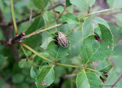 Aelia acuminata