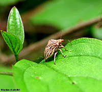 Ancyrosoma leucogrammes