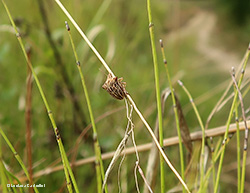 Ancyrosoma leucogrammes