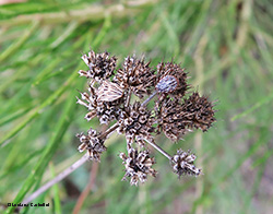 Ancyrosoma leucogrammes