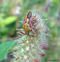 Carpocoris sp.