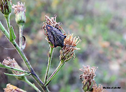 Carpocoris sp