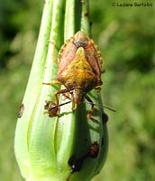 Carpocoris specie