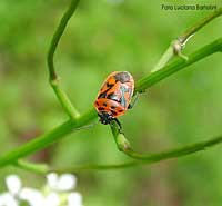 Eurydema ornata