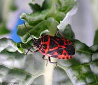 Eurydema ventralis color rosso e nero