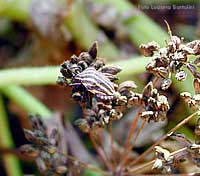 Graphosoma in autunno con i colori smorti