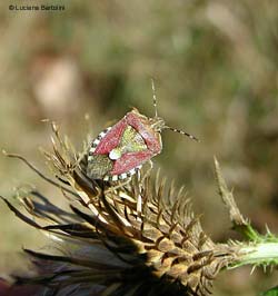 Dolycoris Baccarum