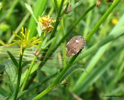 Dyroderes umbraculatus