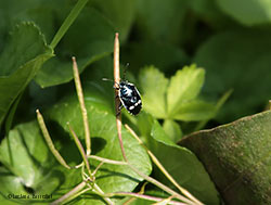 Eurydema oleracea