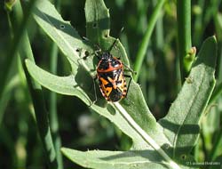 Eurydema sp.