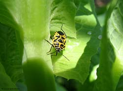 Eurydema ventralisdi colore giallo e nero