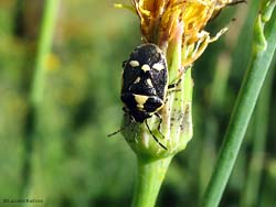 Eurydema oleracea