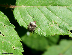 Eysarcoris venustissimus