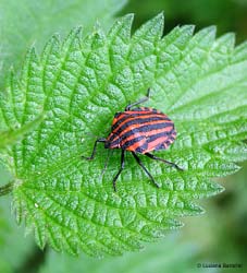 Graphosoma italicum cimice a strisce rosso e nera