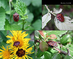 Graphosoma italico in primavera con colori vivaci