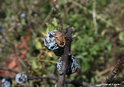 Holcostethus vernalis