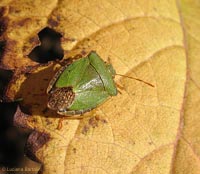 Palomena prasina