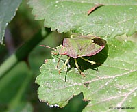 Pentatomidae Palomena prasina