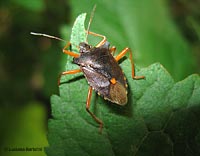 Pentatoma rufipes