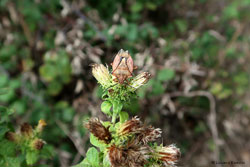 Carpocoris sp.