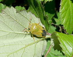 Piezodorus lituratus