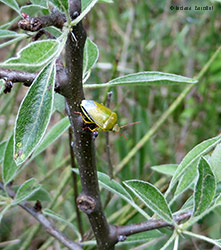 Piezodorus lituratus