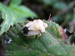 Piezodorus lituratus