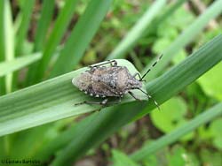 Rhaphigaster nebulosa