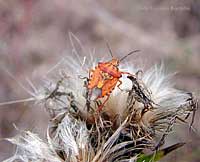 Carpocoris mediterraneo ?