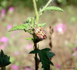 pentatomidae colorato