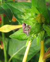 Dolycoris Baccarum