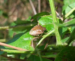 pentatomidae color marrone