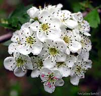 Fiore di biancospino